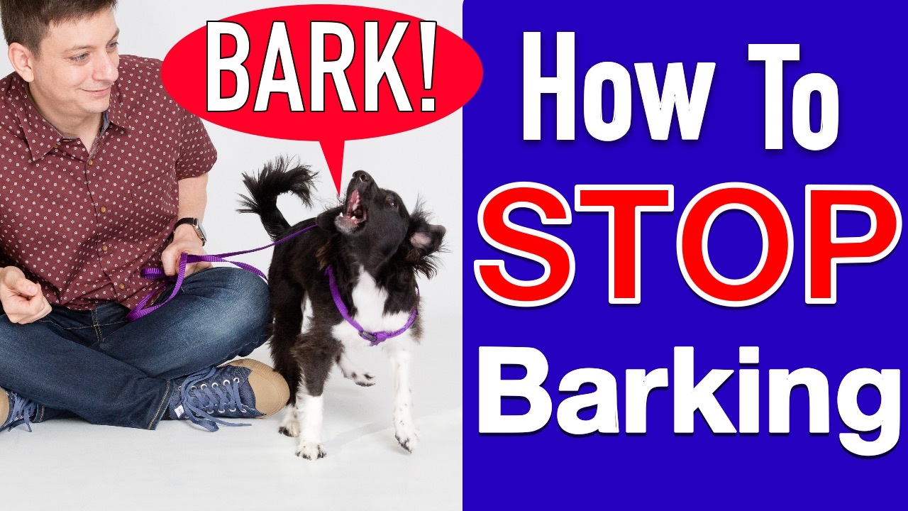 A dog with a calm demeanor that illustrates effective barking control methods