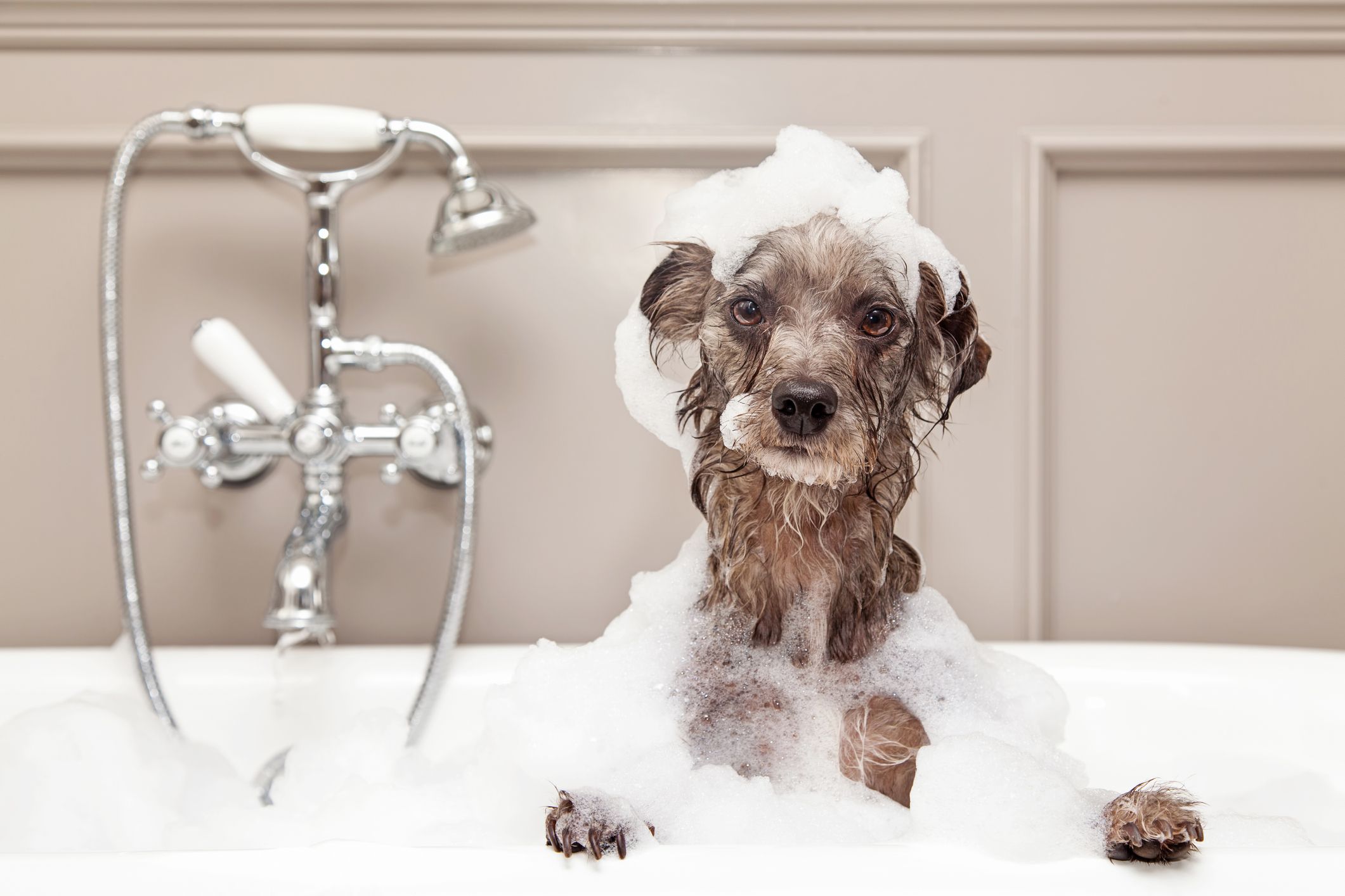 Essential Guide to How to Bathe a Dog: Tips for a Stress-Free Experience in 2025