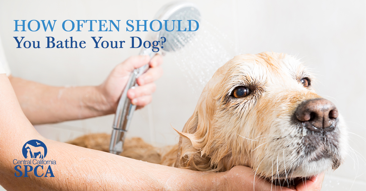 How to Bathe a Dog