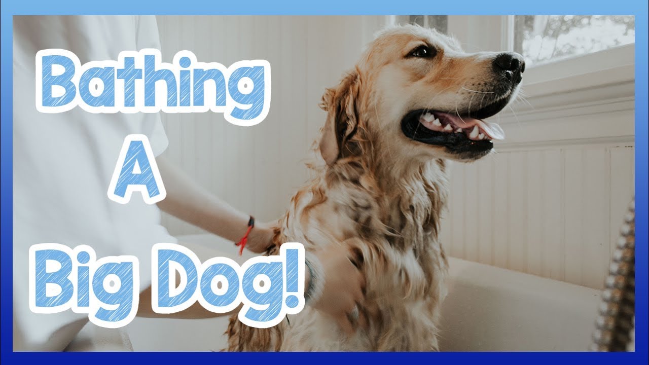 Dog Bathing Tips