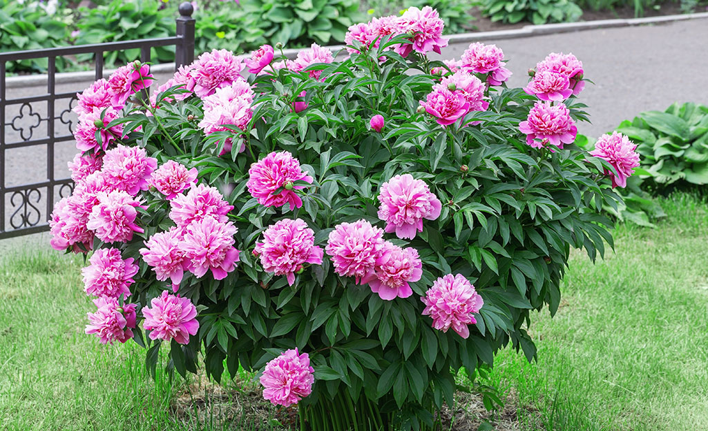 Beautiful peonies in garden