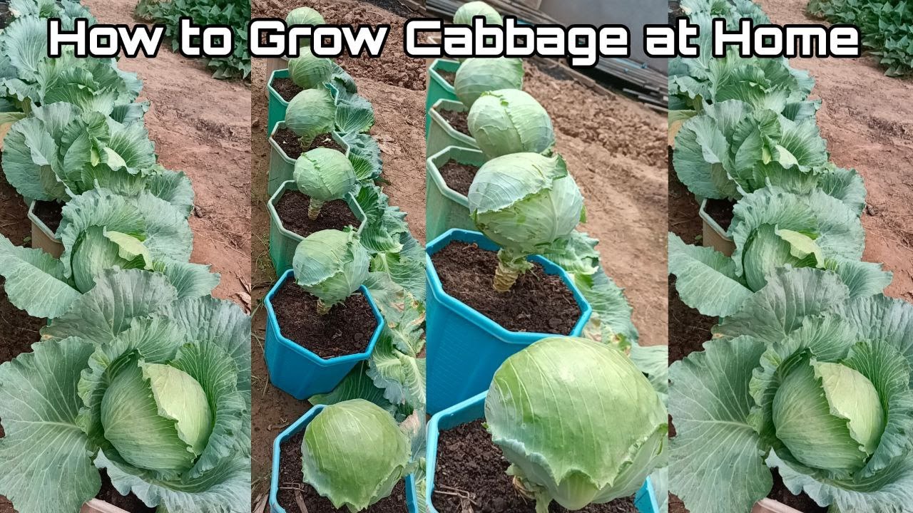 Essential Guide to How to Grow Cabbage Effectively in 2025: Proven Tips and Techniques