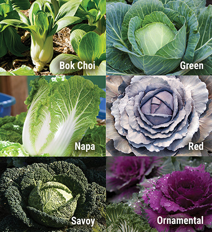 How to Grow Cabbage