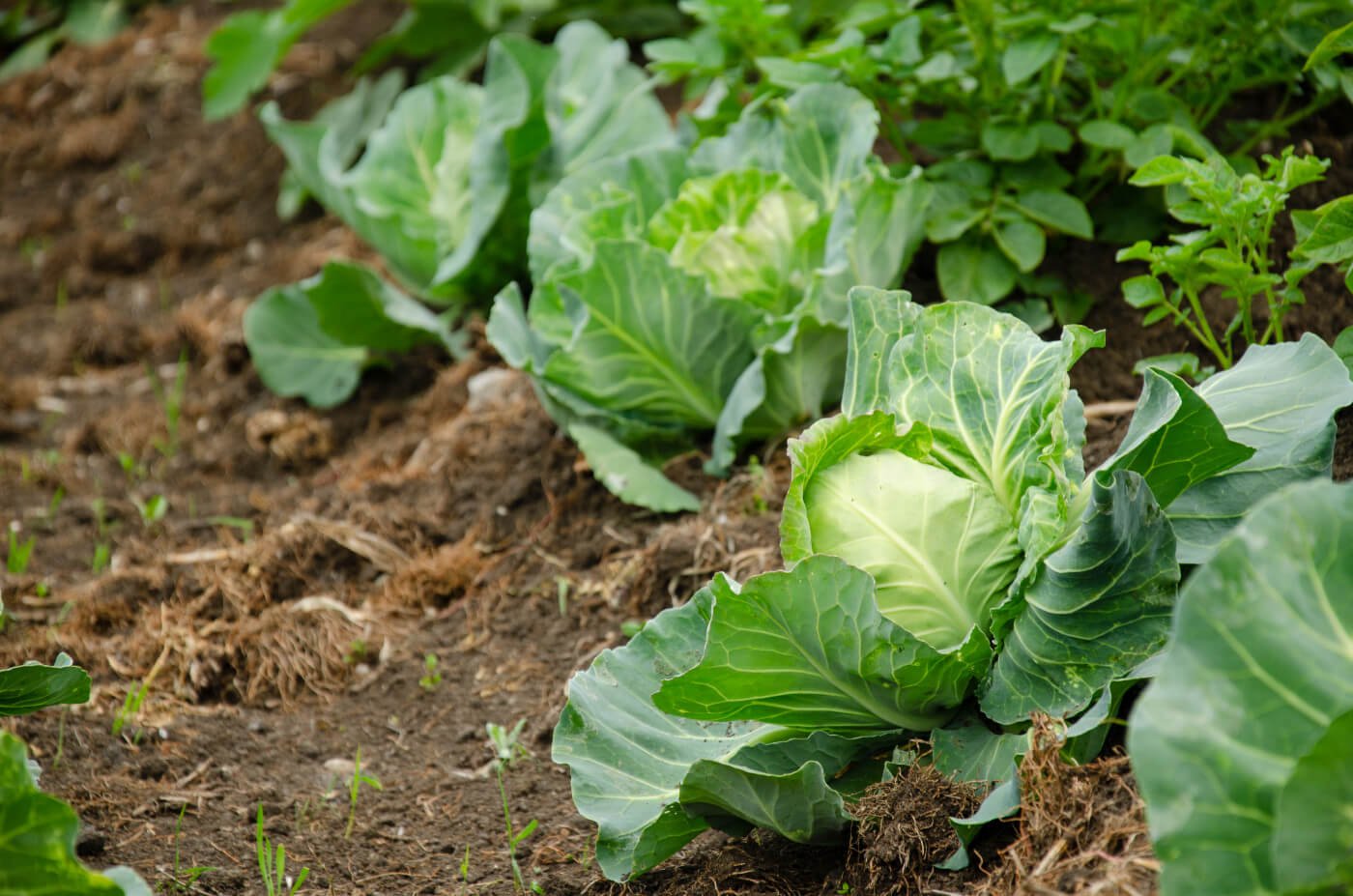 Growing Cabbage