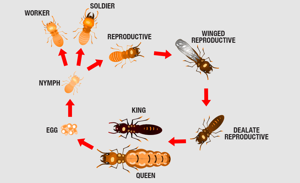 Comprehensive Guide to How to Treat Termites: Proven Solutions for Homeowners in 2025