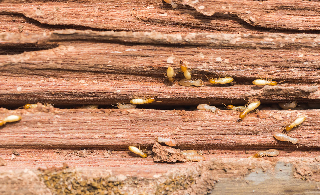 How to Treat Termites