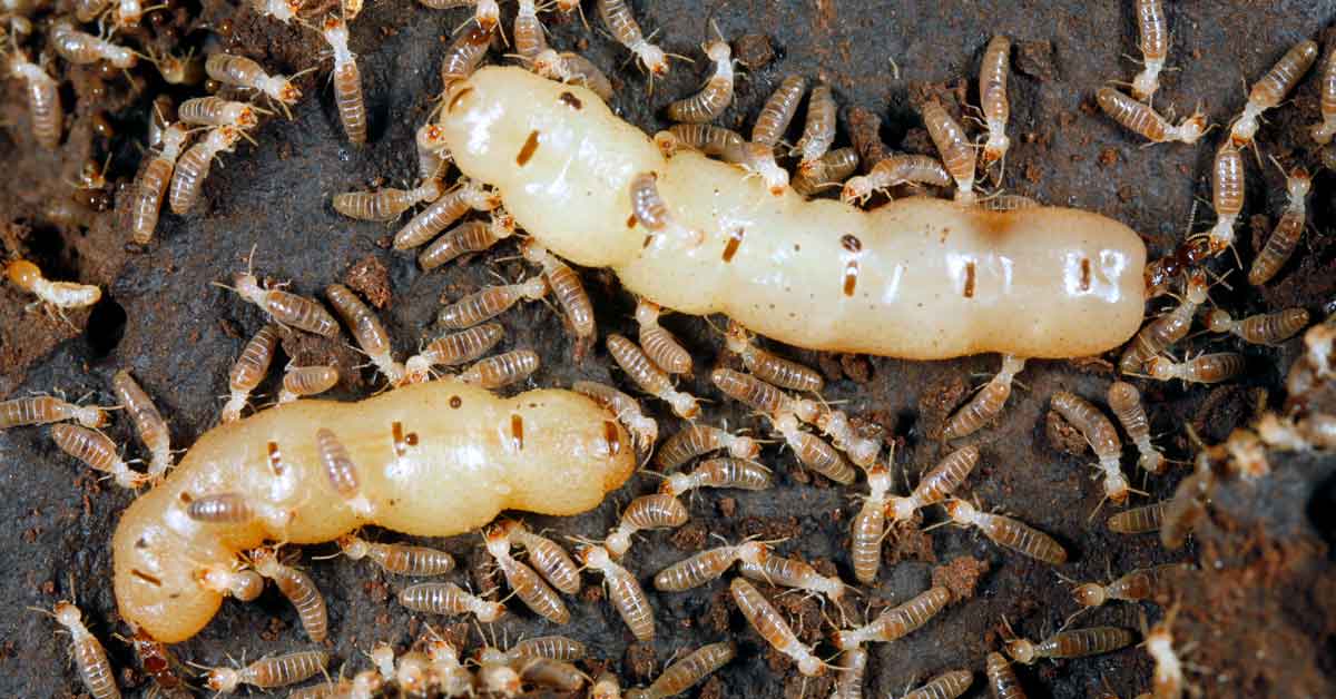 Termite Control Options