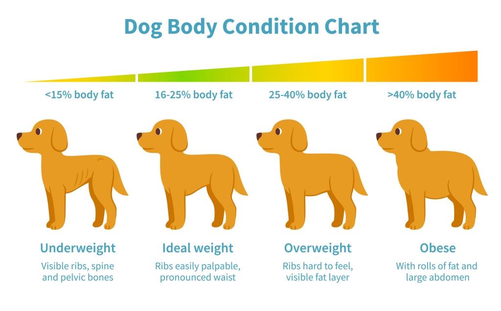 Effective Ways to Help Your Dog Lose Weight and Stay Healthy in 2025