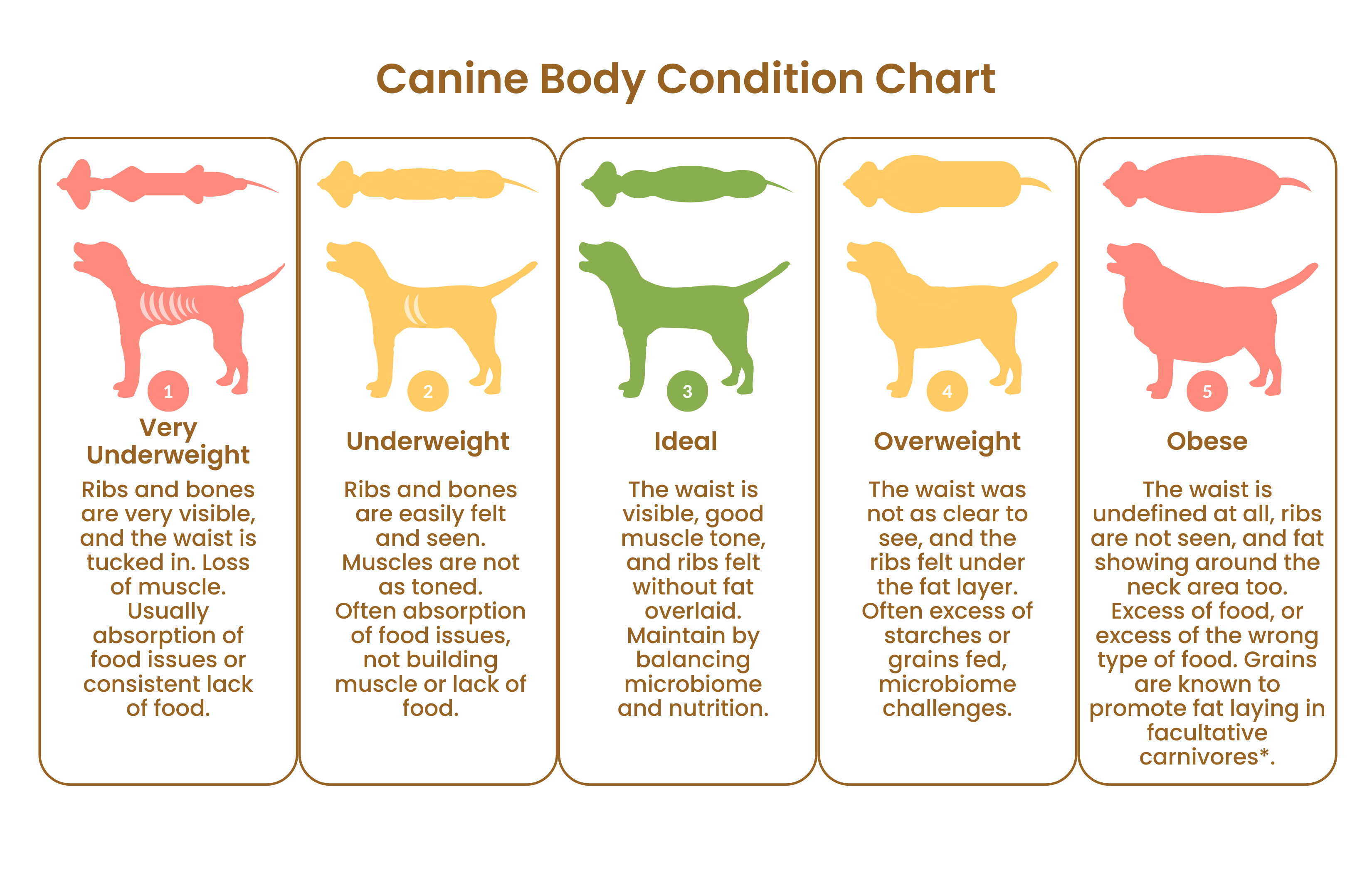 How to Help My Dog Lose Weight