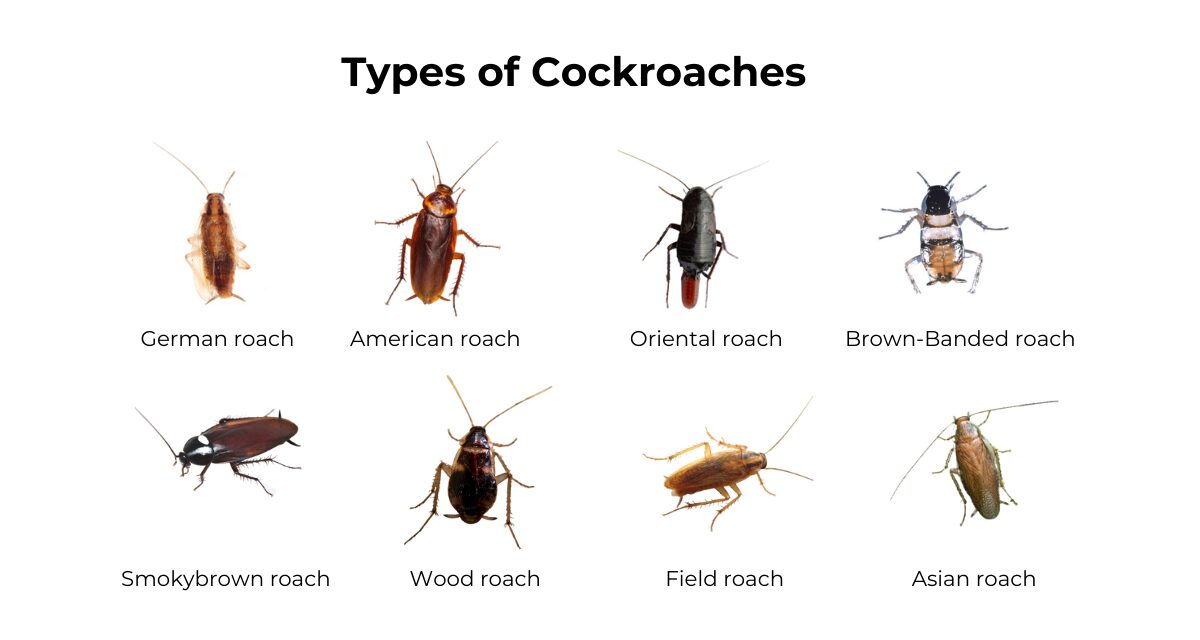 Effective Ways to Kill Roaches Fast: Proven Methods for Immediate Results in 2025