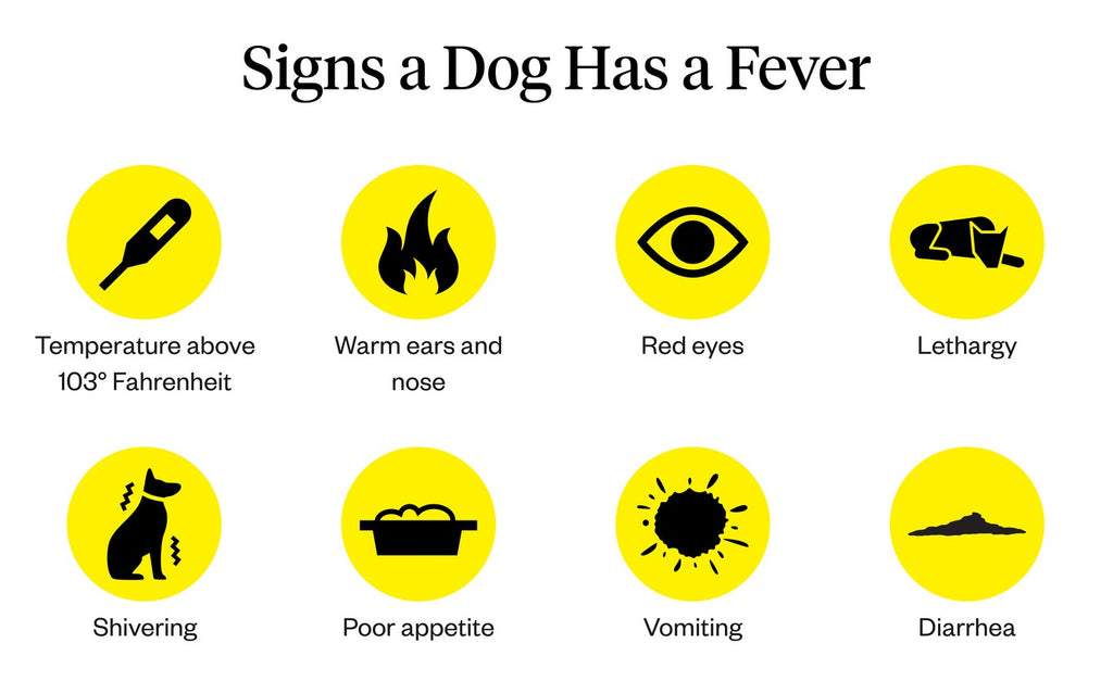 How to Properly Identify if Your Dog Has a Fever: Practical Tips for 2025