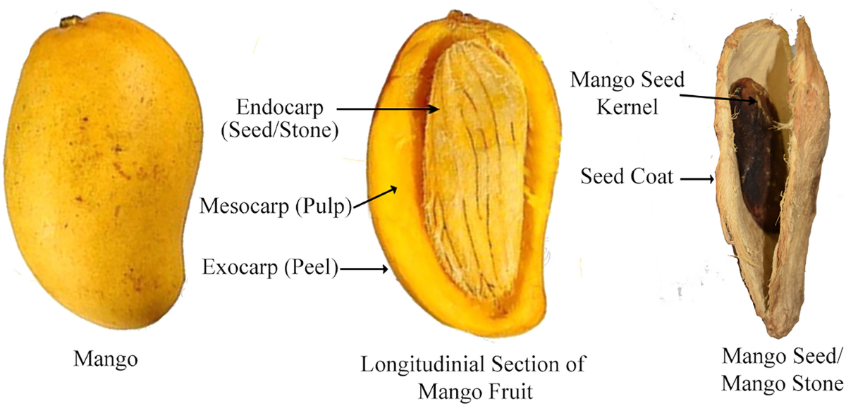 How to Properly Grow a Mango Seed in 2025: Simple Steps for Healthy Plants