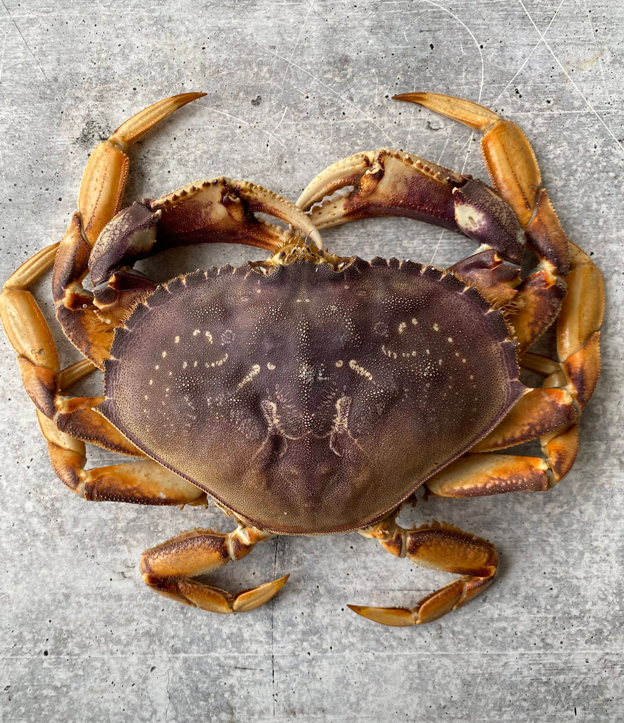 Dungeness Crab Feast