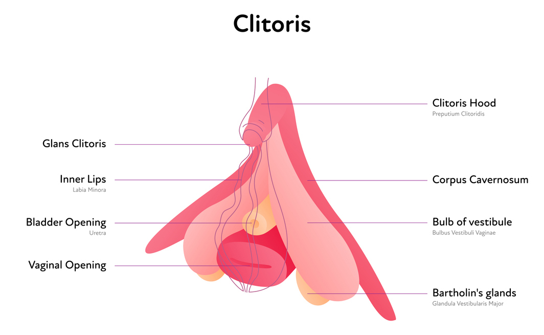 Finding the Clit Techniques