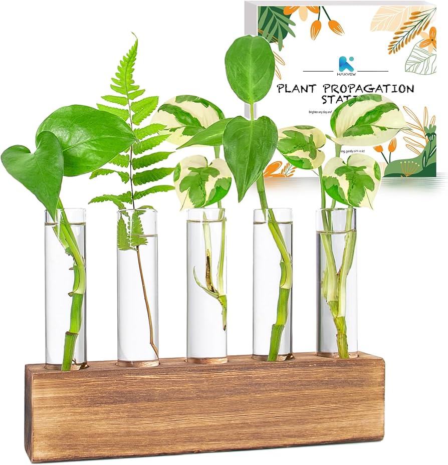 Steps for Plant Propagation