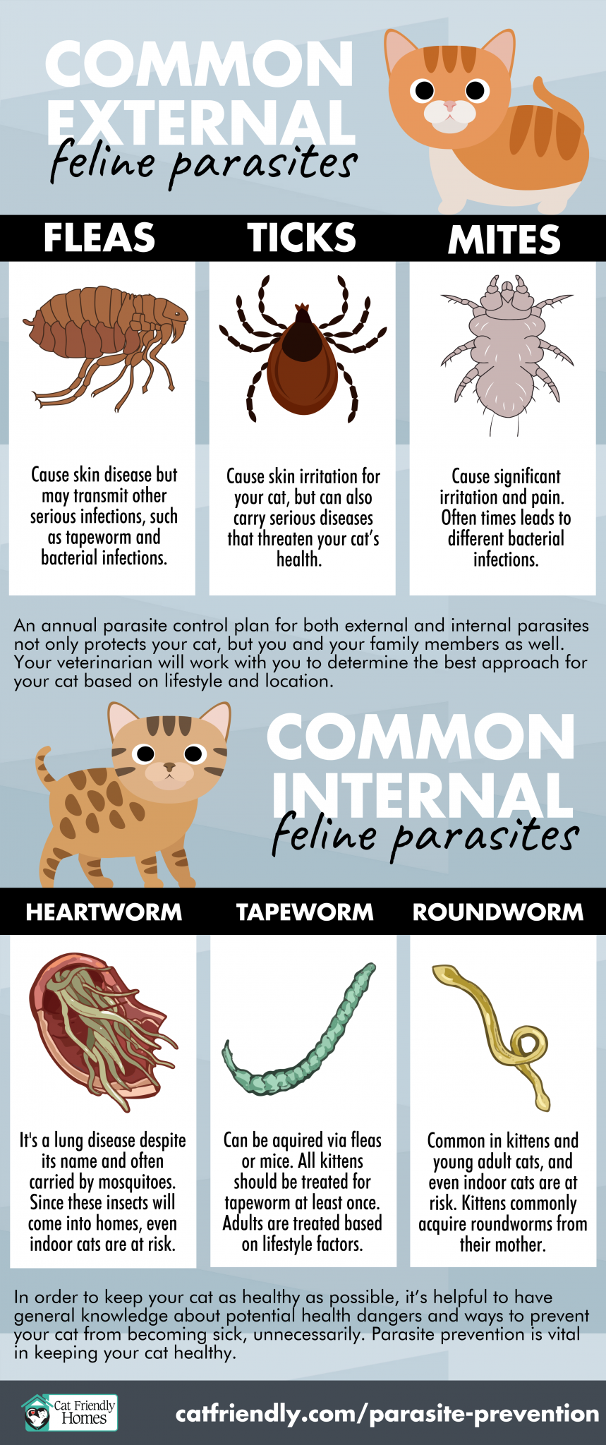 How to treat worms in cats