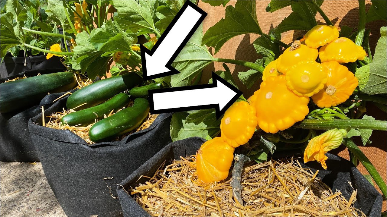 How to Properly Cook Patty Pan Squash: 5 Delicious Ways to Enjoy in 2025