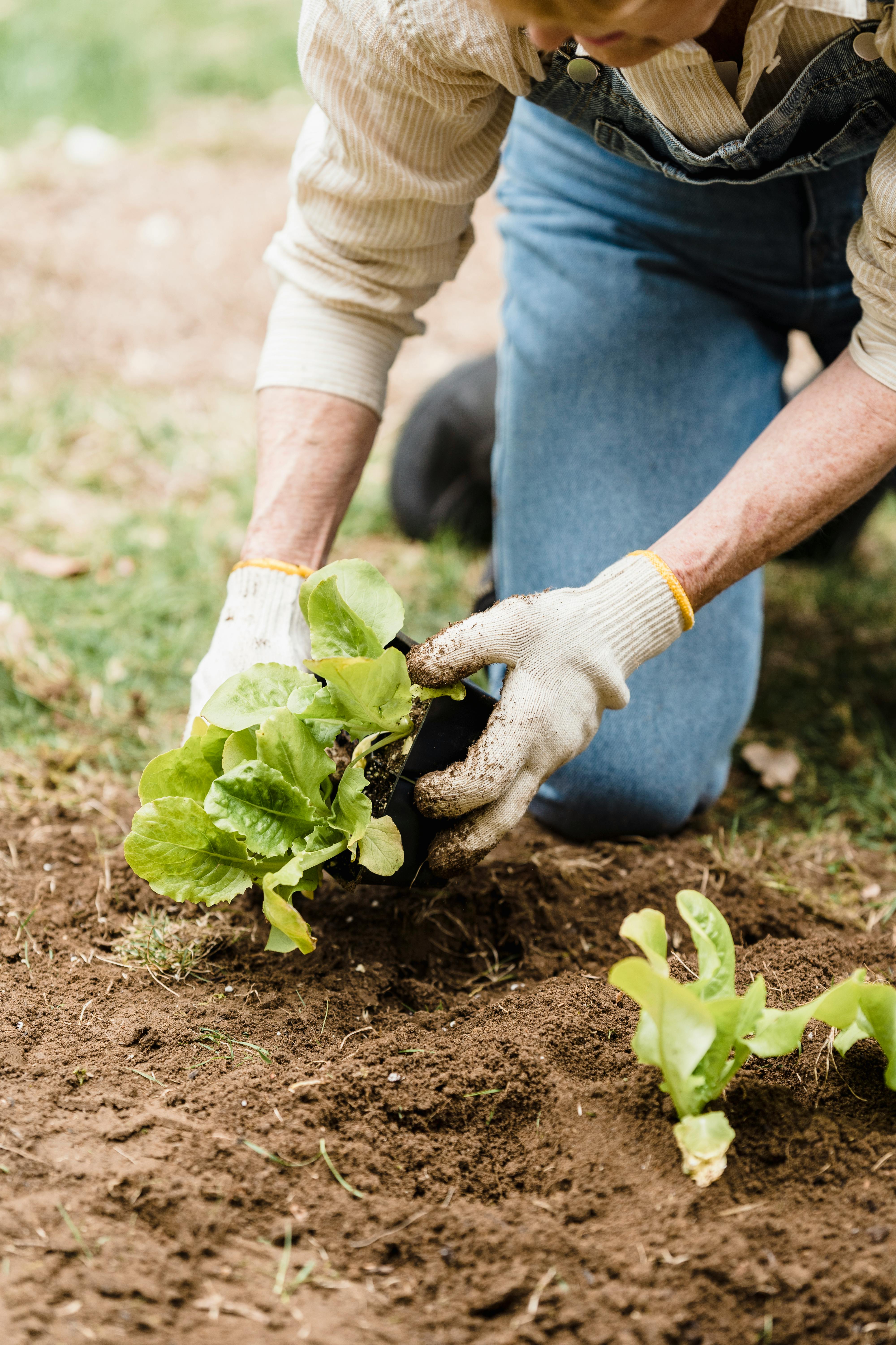 Optimal Growth in Raised Beds