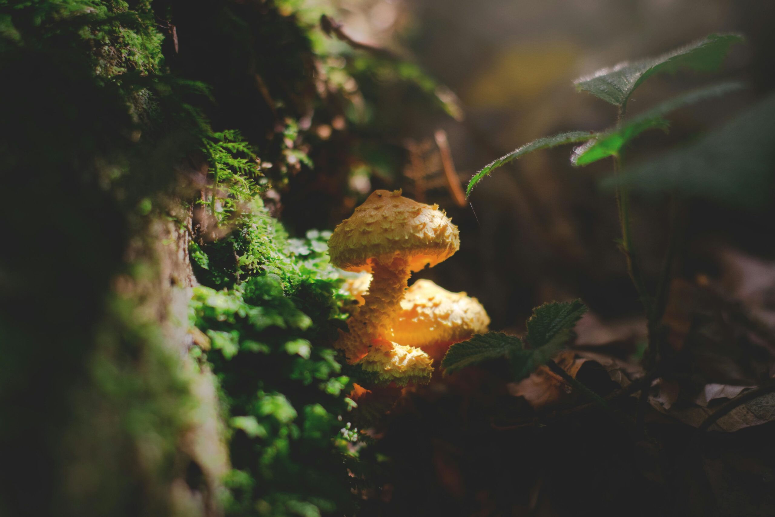 Smart Ways to Microdose Shrooms for Improved Wellbeing in 2025