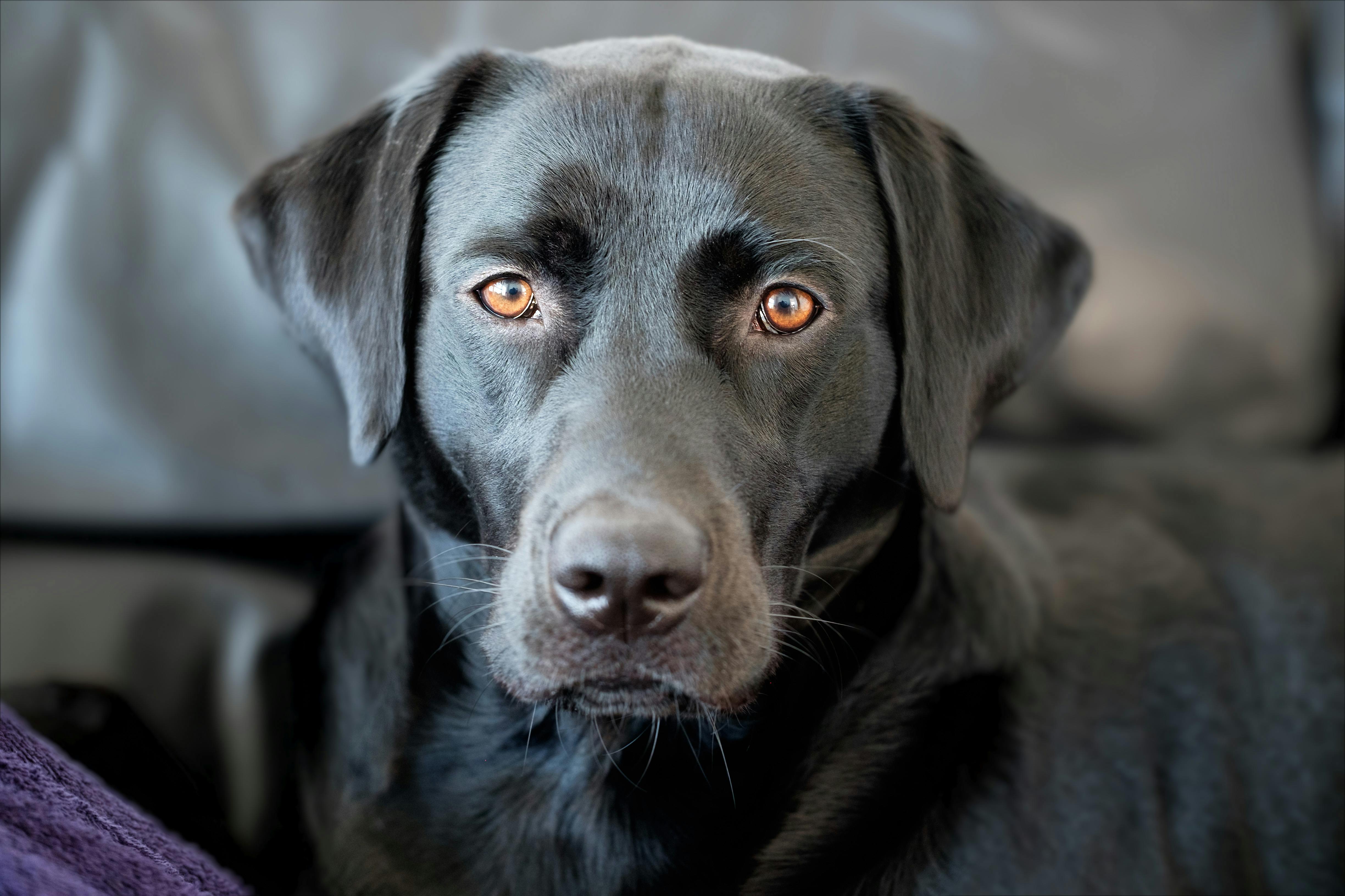 Training a Service Dog