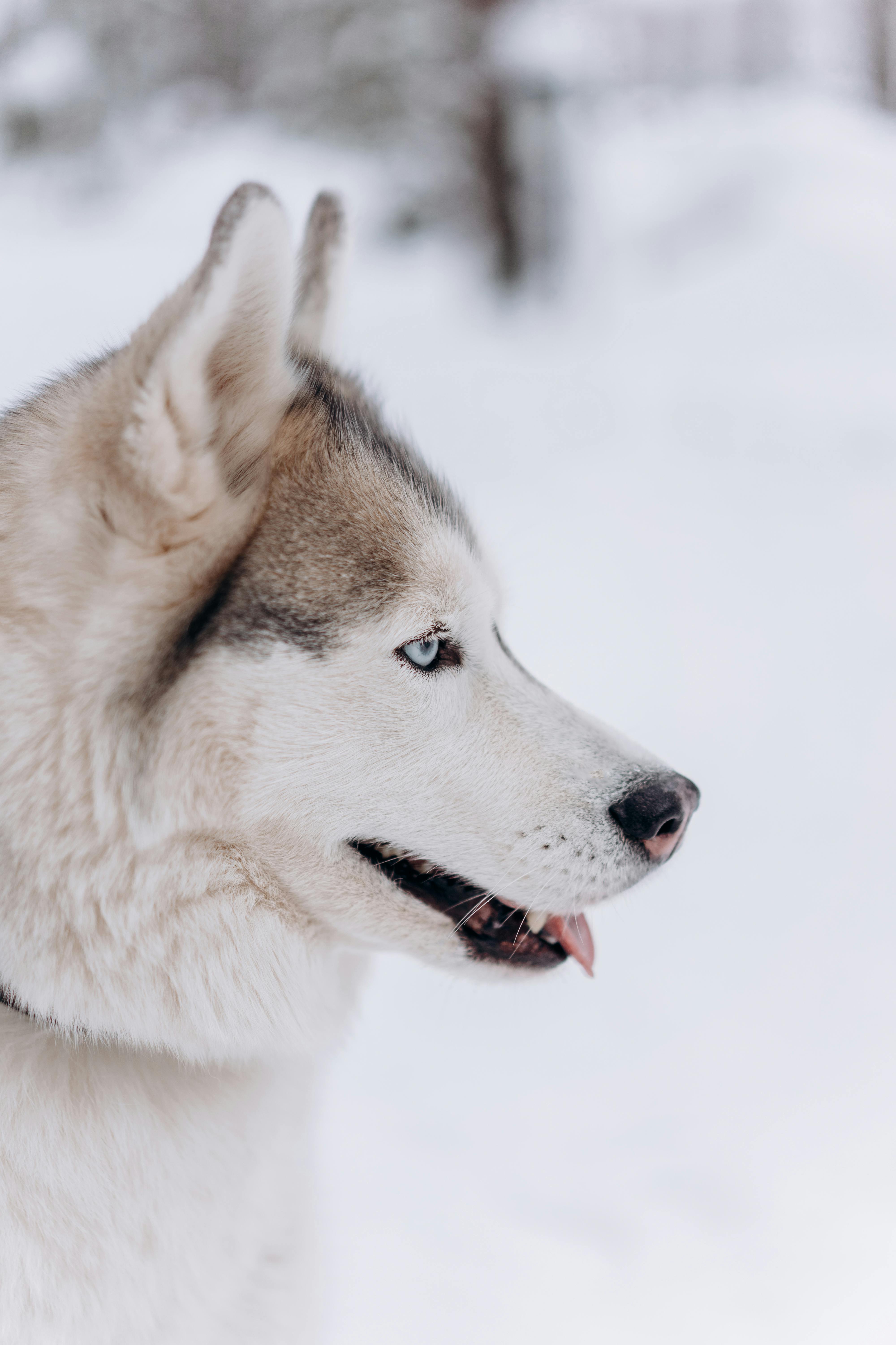 Quick Healing Methods for Tongue Injury