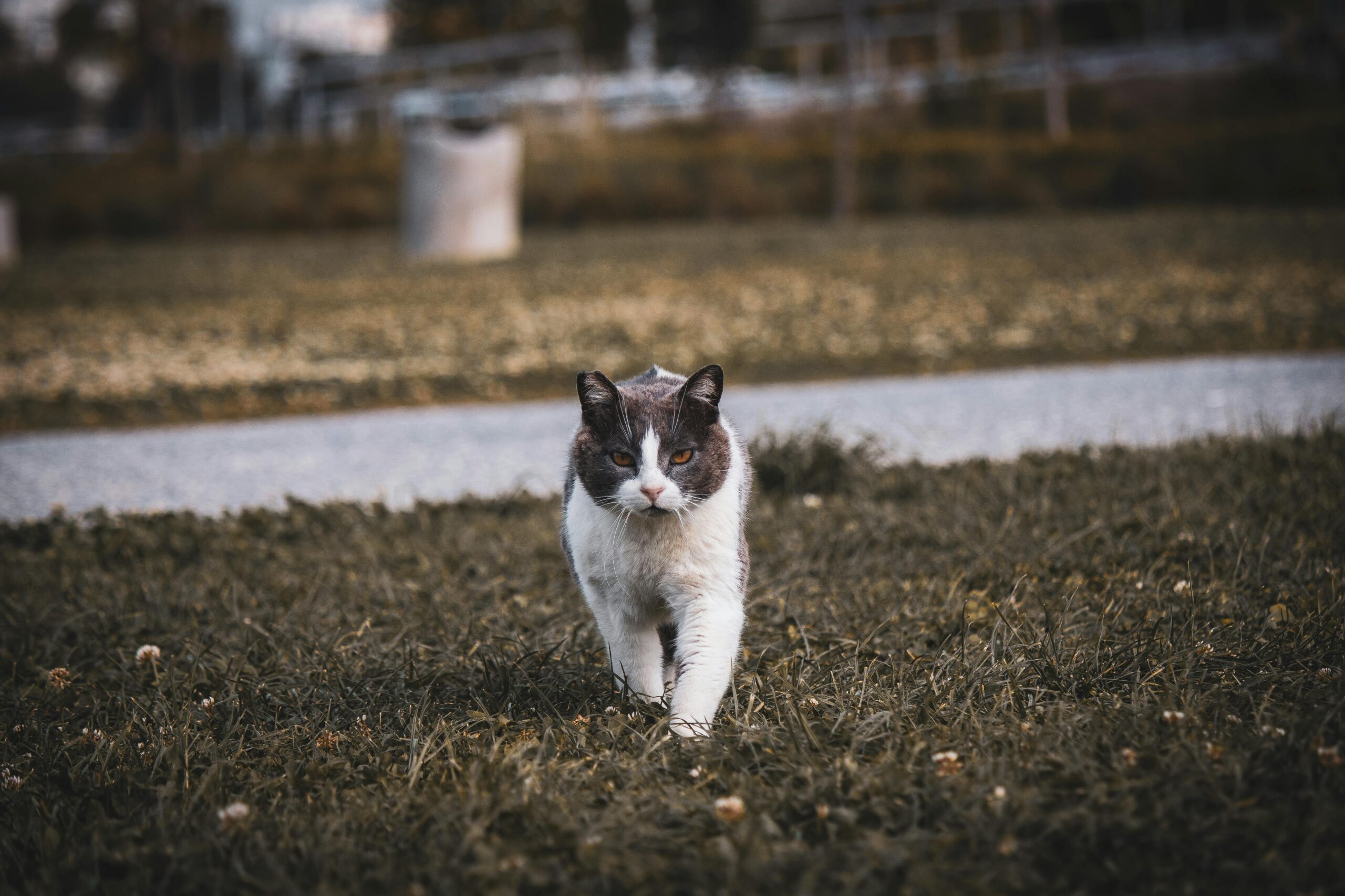 Effective Ways to Keep Stray Cats Away: Proven Tips for 2025