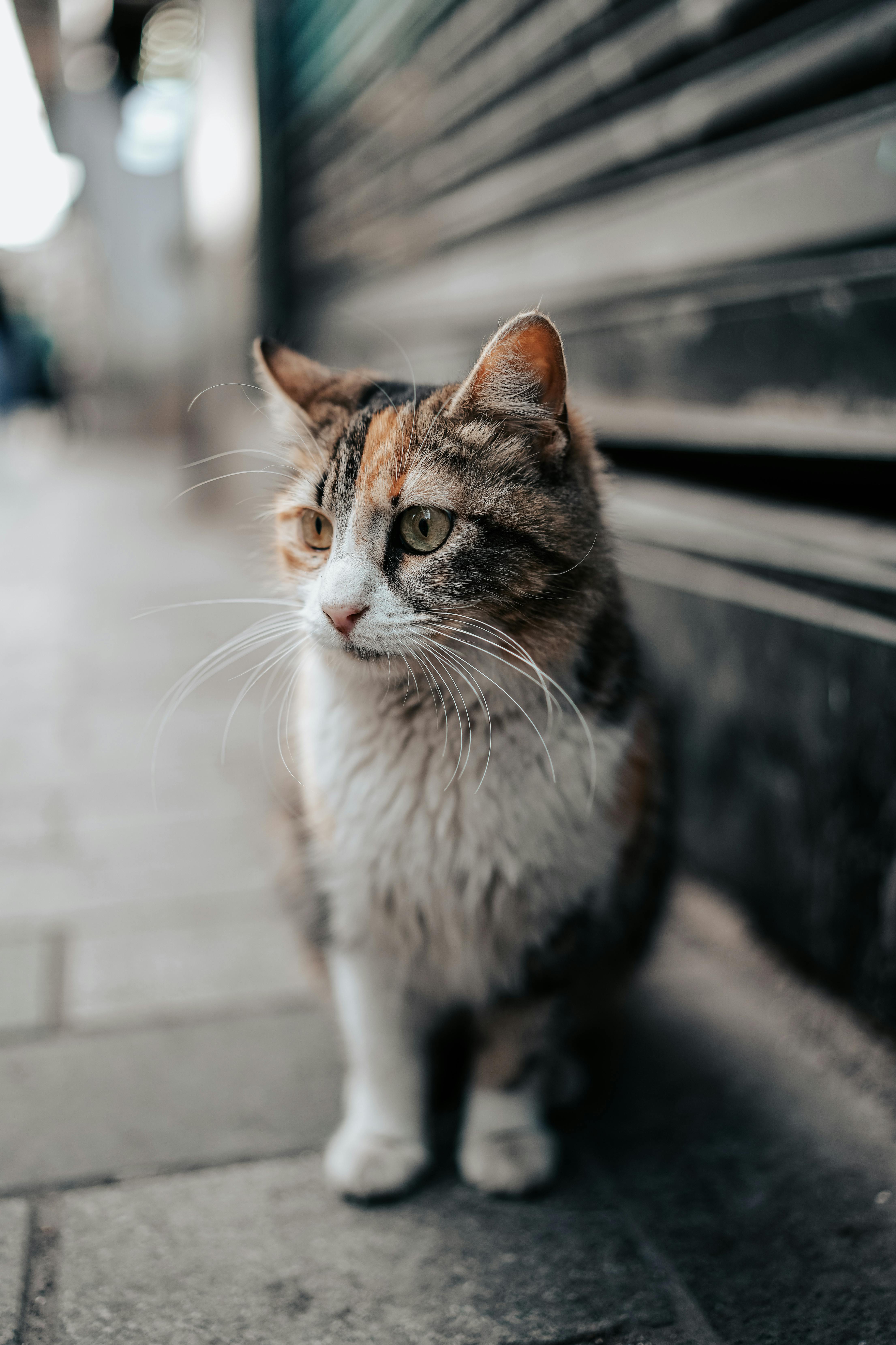 Community Solutions for Stray Cats